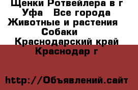 Щенки Ротвейлера в г.Уфа - Все города Животные и растения » Собаки   . Краснодарский край,Краснодар г.